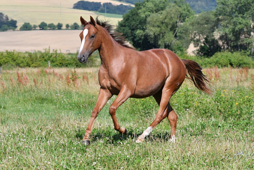 American Quarter Horse