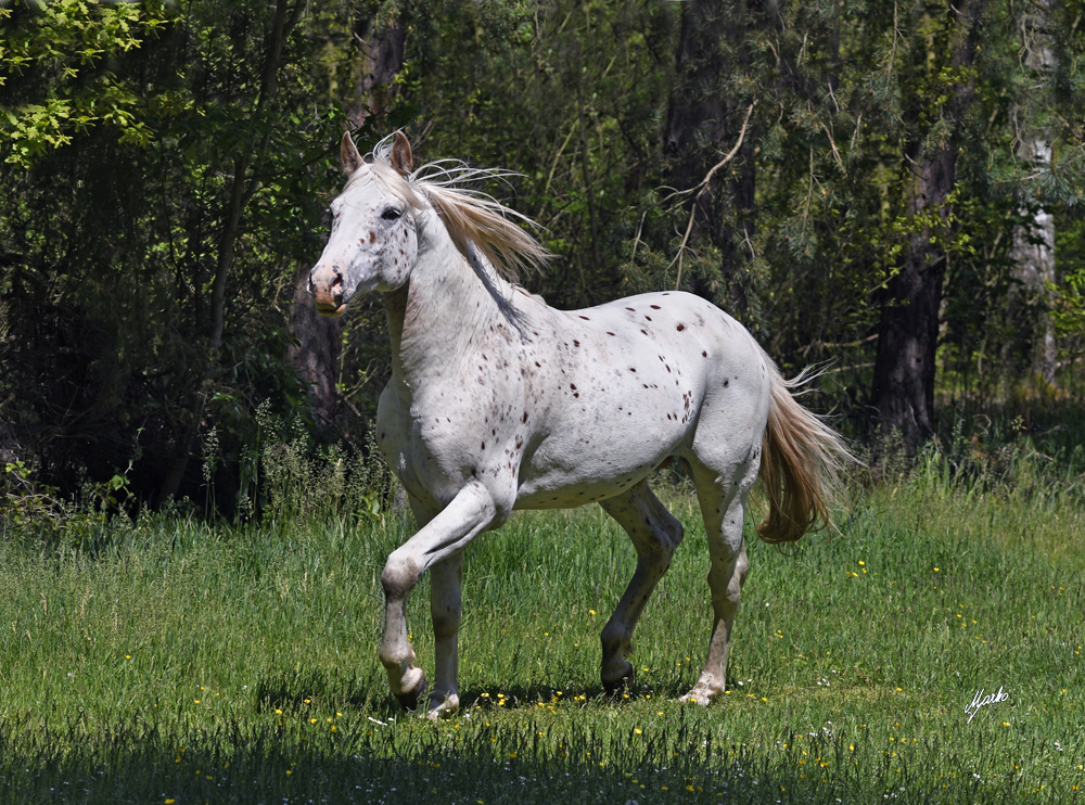 Appaloosa