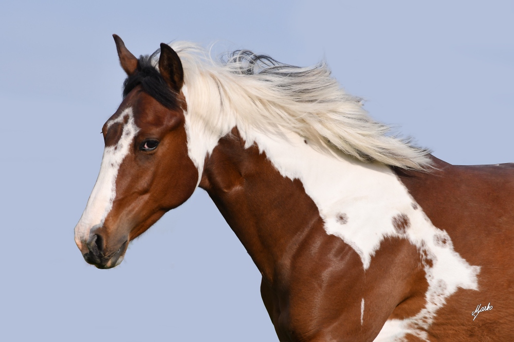 American Paint Horse