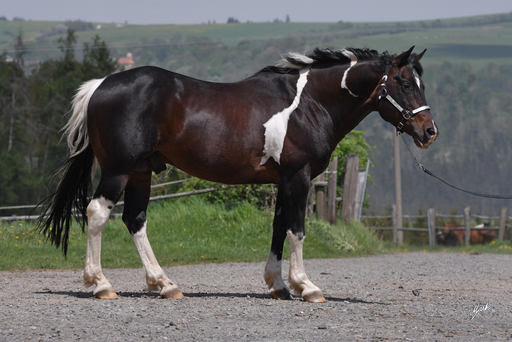 American Paint Horse