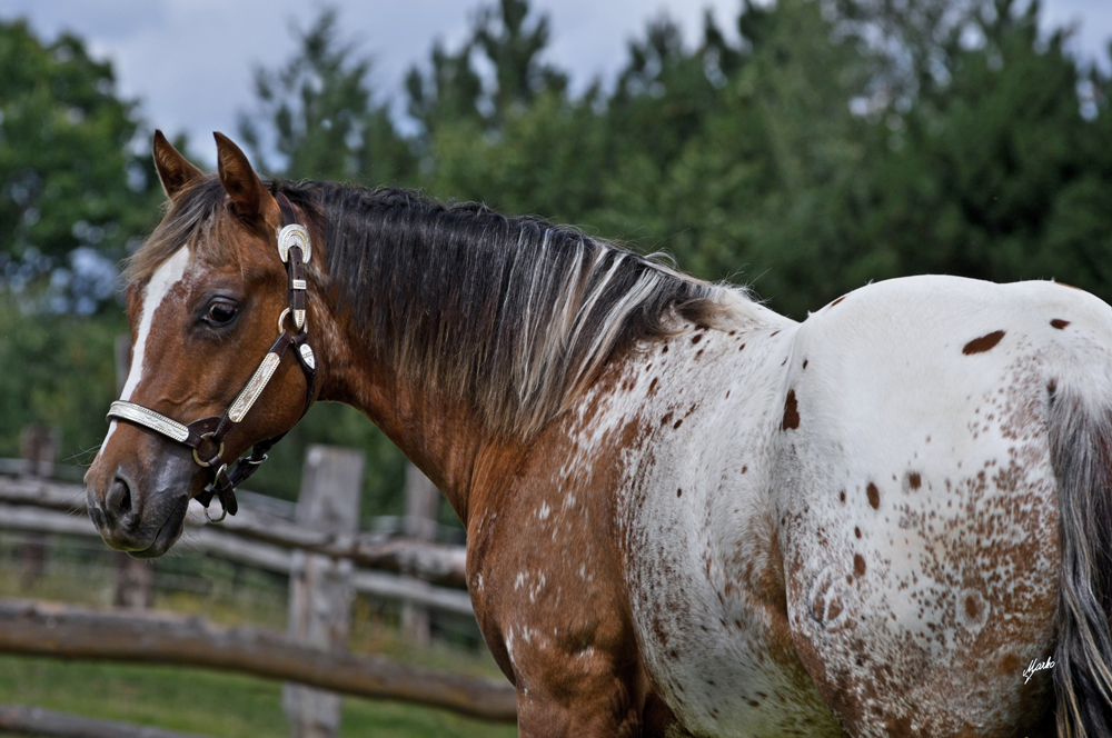 Appaloosa