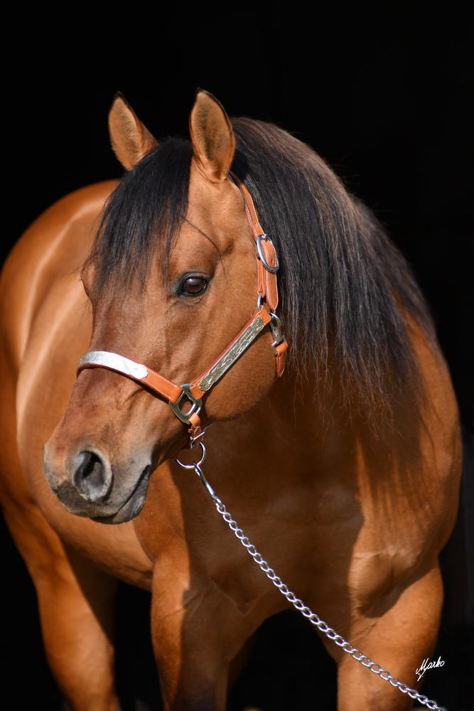 American quarter horse