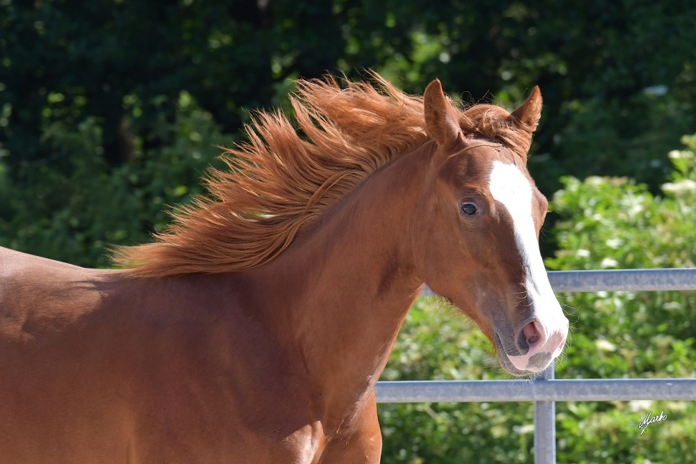 American quarter horse