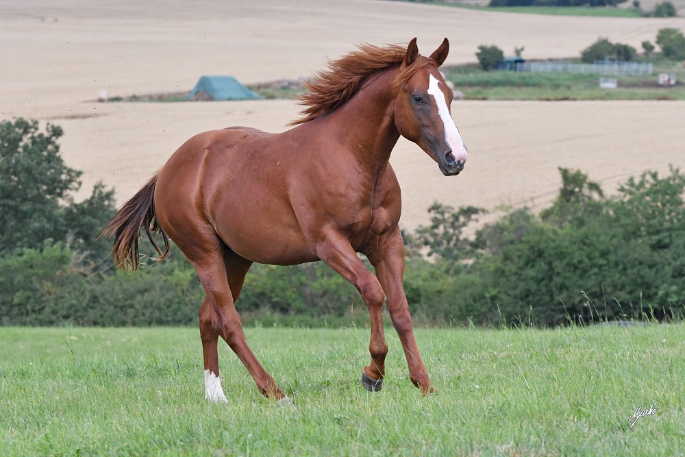 American Quarter Horse