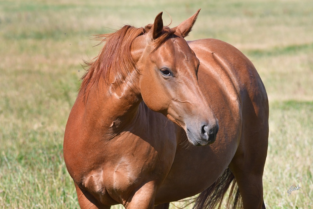 American Quarter Horse