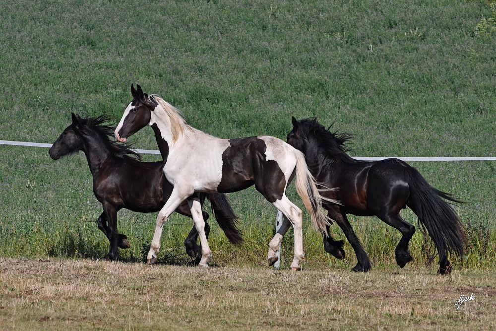 Barock pinto a Fell pony