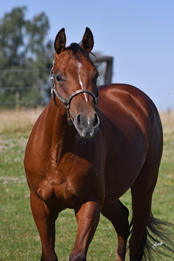 American Quarter Horse