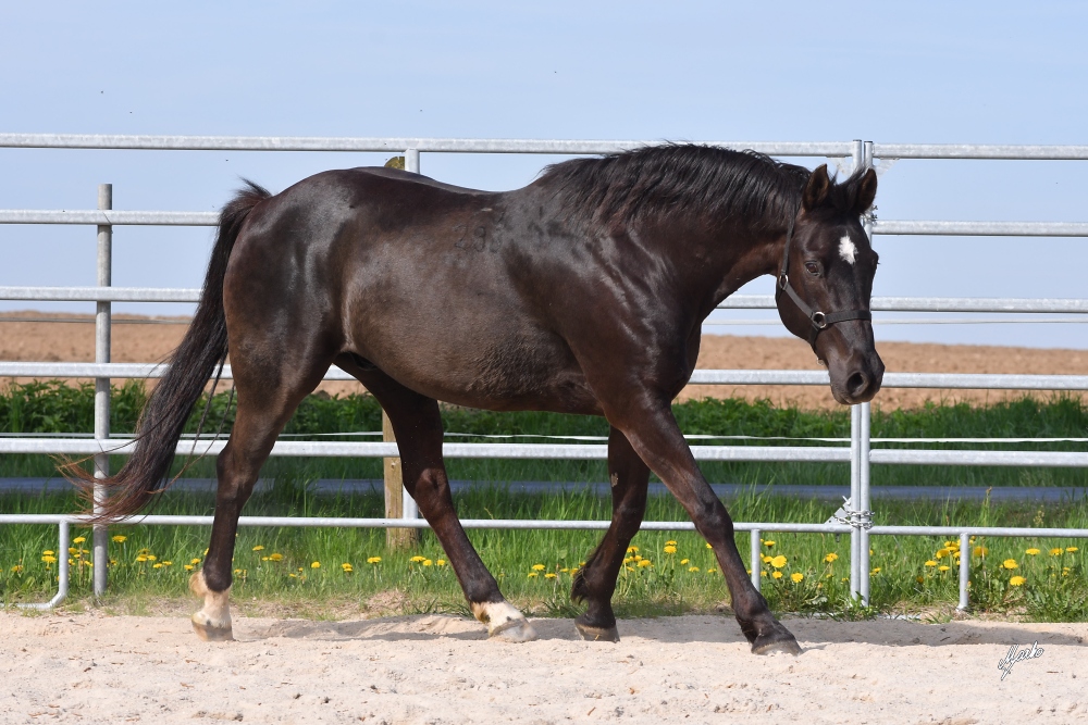 American Quarter Horse