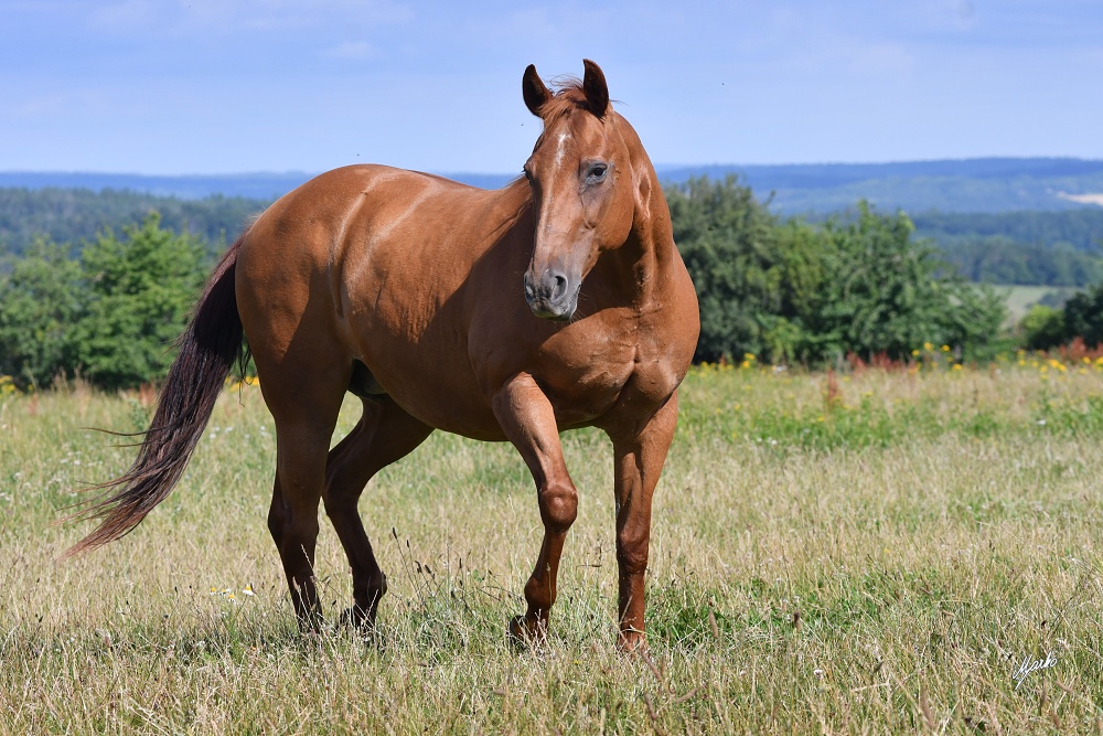 American Quarter Horse