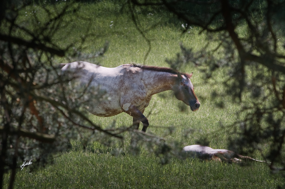 Appaloosa