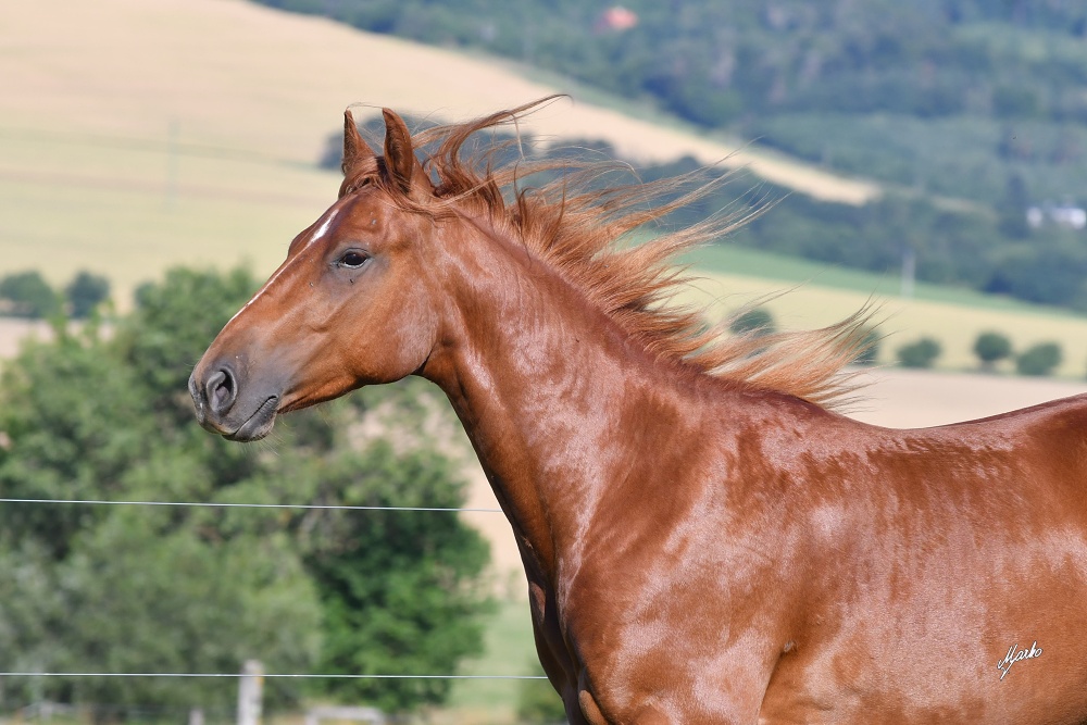 American Quarter Horse