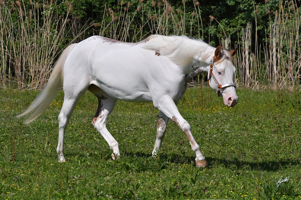 American Paint Horse