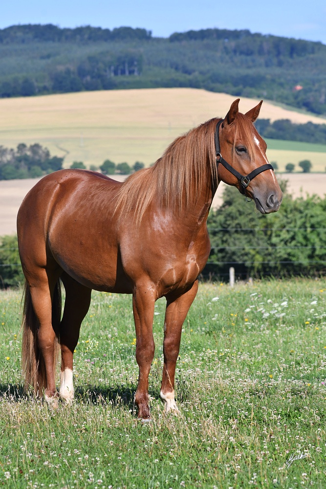 American Quarter Horse