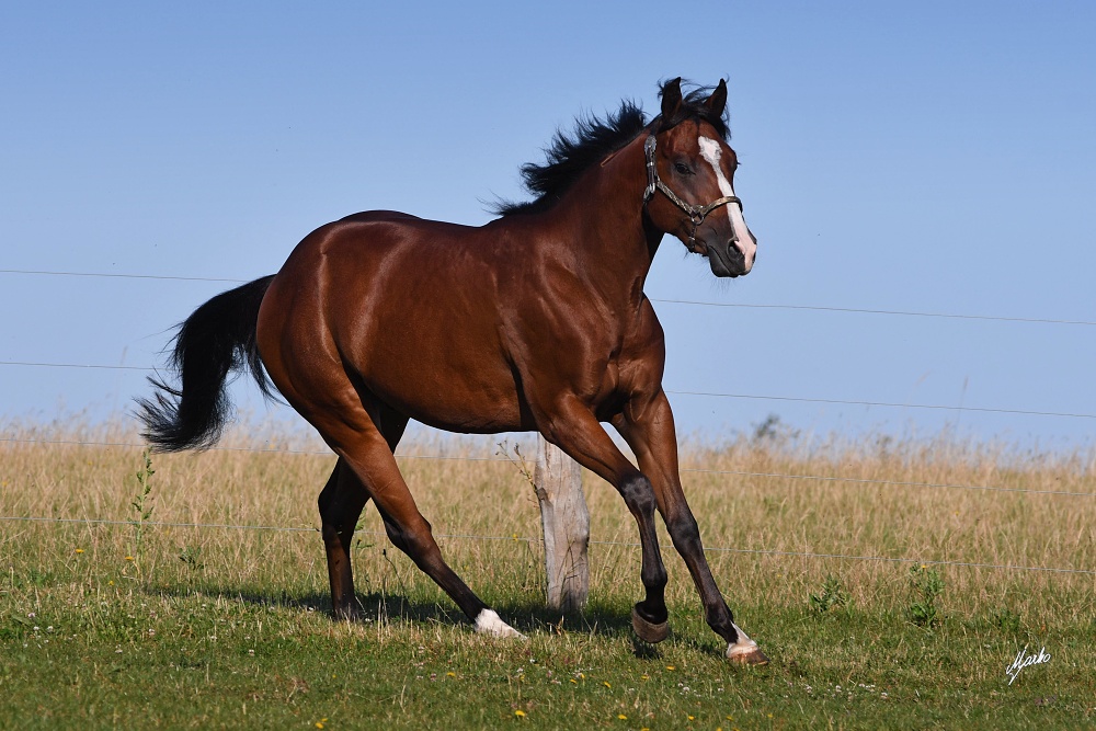 American Quarter Horse