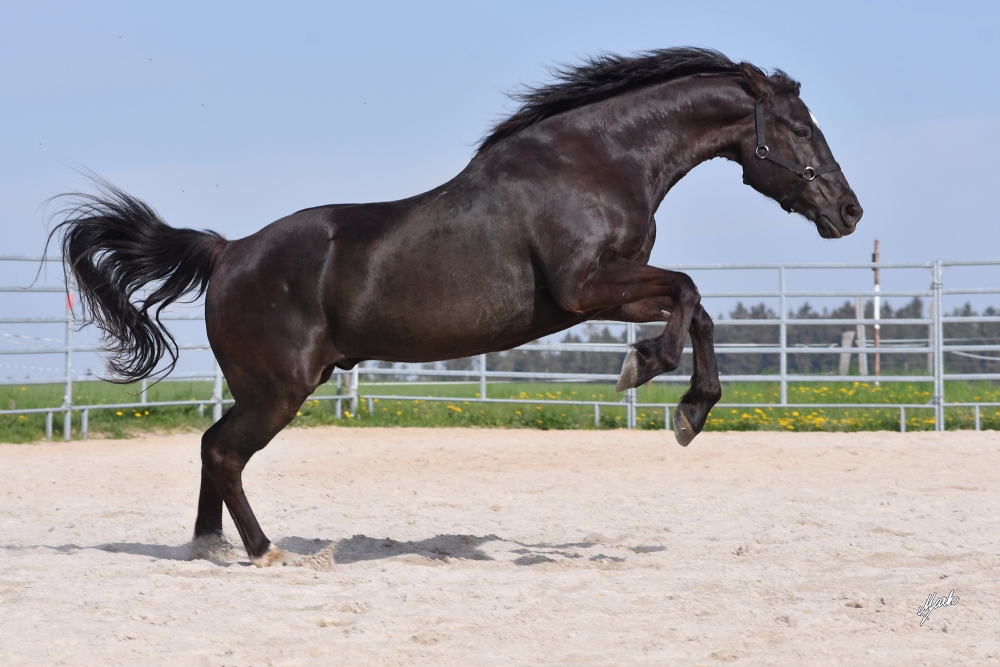 American Quarter Horse