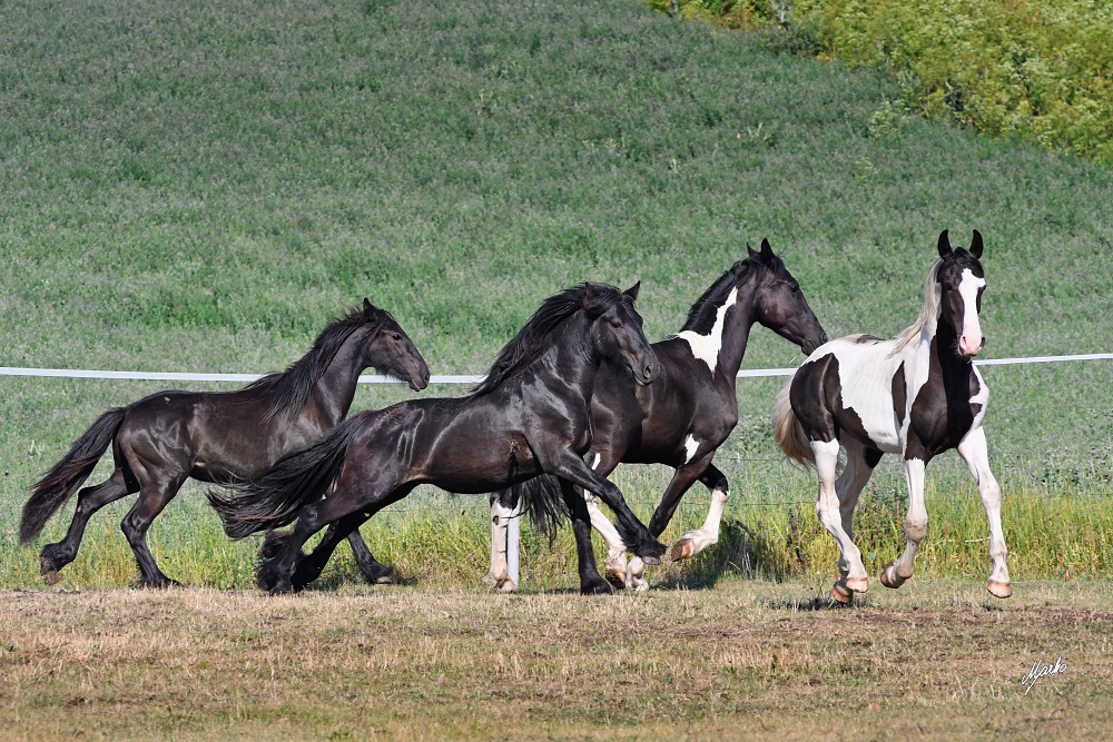 Barock pinto a Fell pony