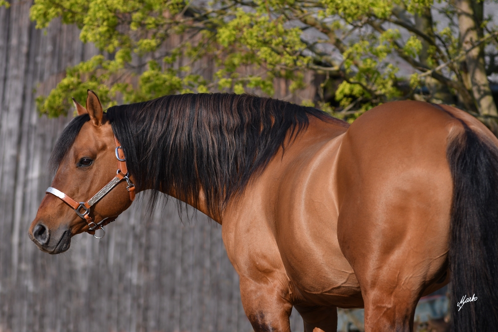 American quarter horse