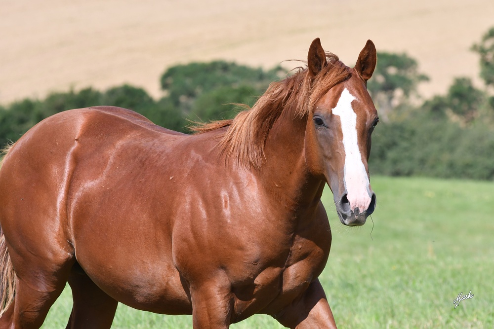 American Quarter Horse