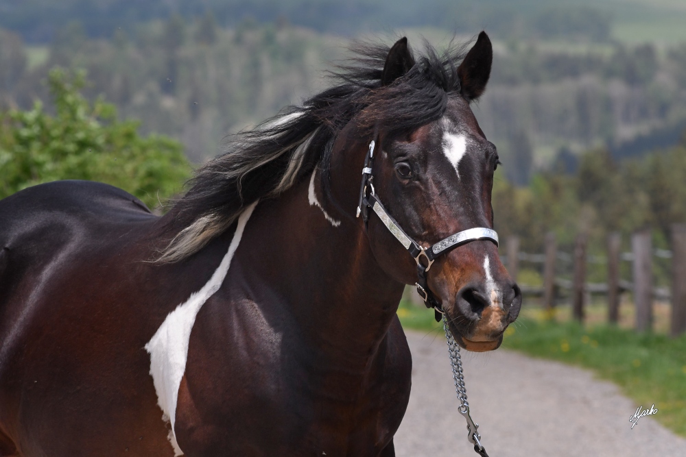 American Paint Horse