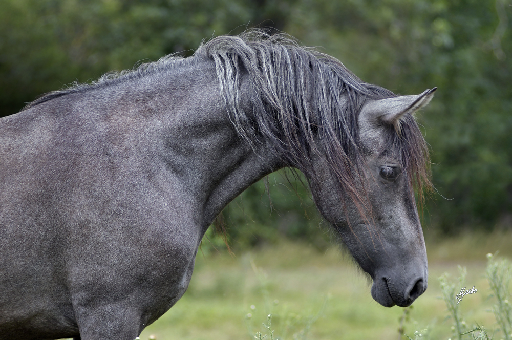 Barock pinto