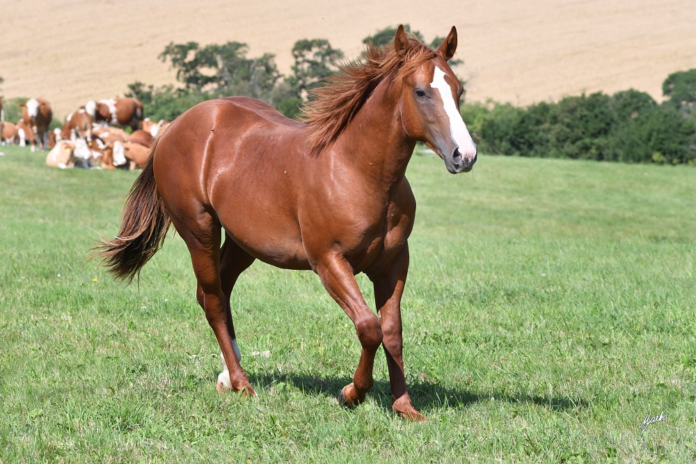 American Quarter Horse