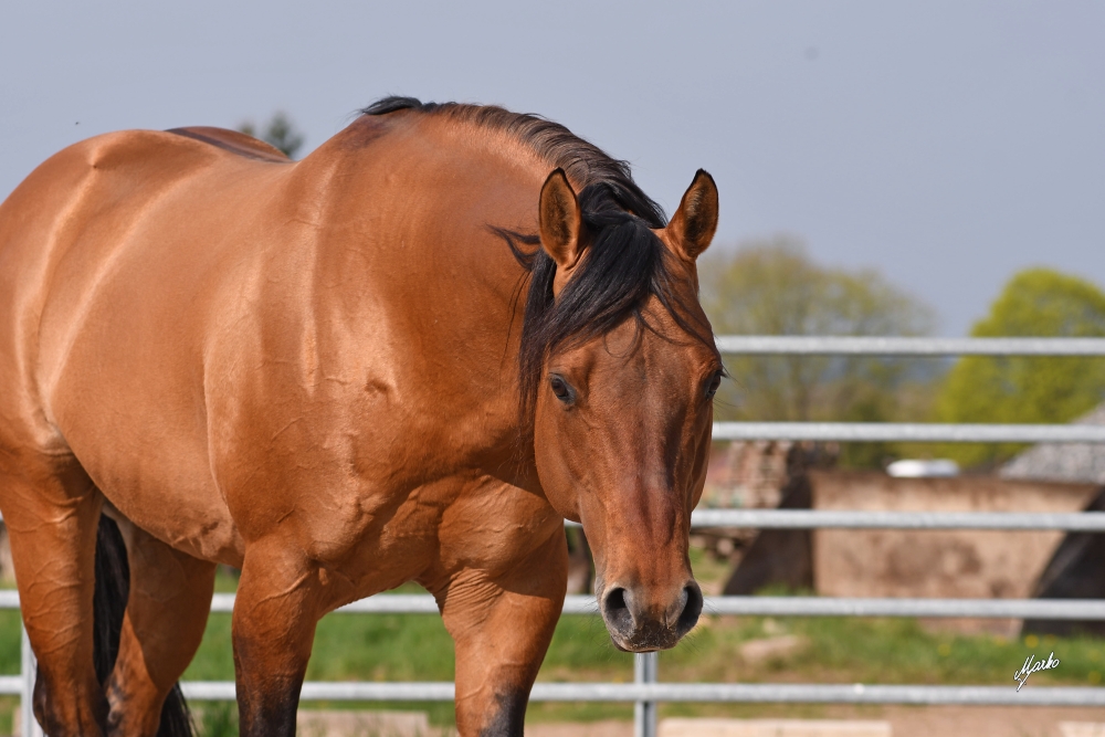 American quarter horse