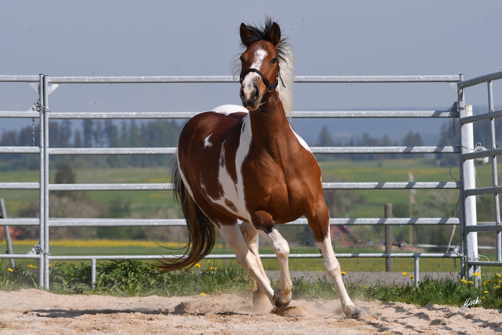 American Paint Horse