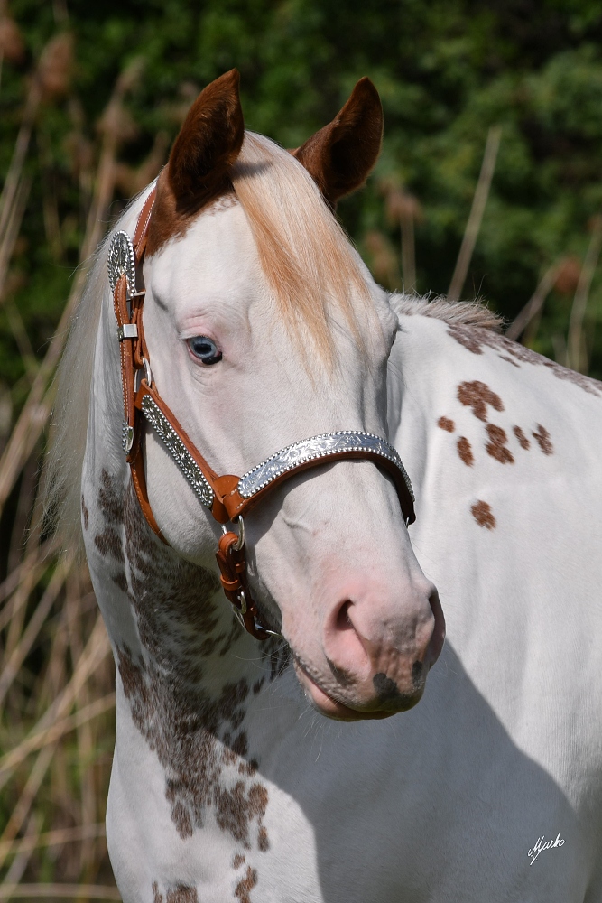 American Paint Horse