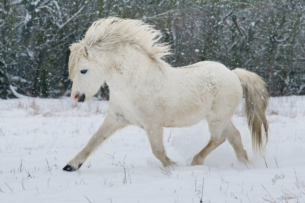 welsh mountain pony