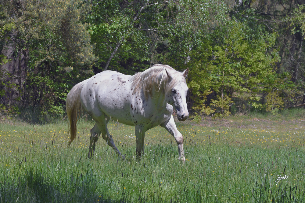 Appaloosa