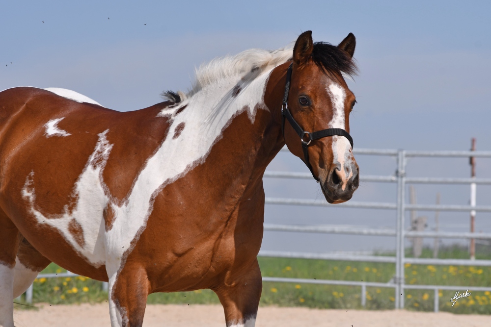 American Paint Horse