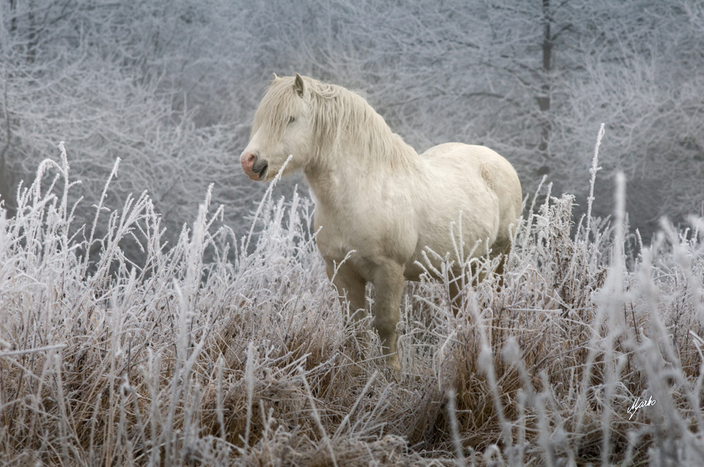 Welsh mountain pony