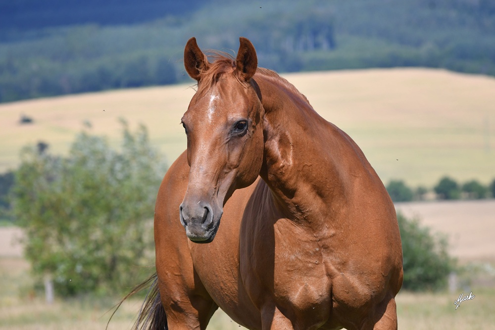 American Quarter Horse