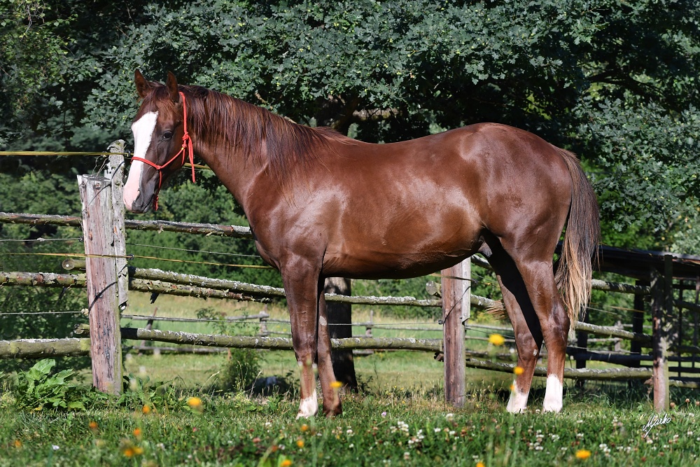 American Quarter Horse