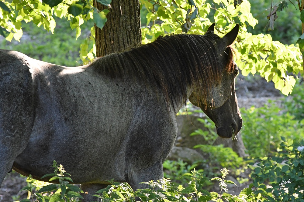 American Quarter Horse