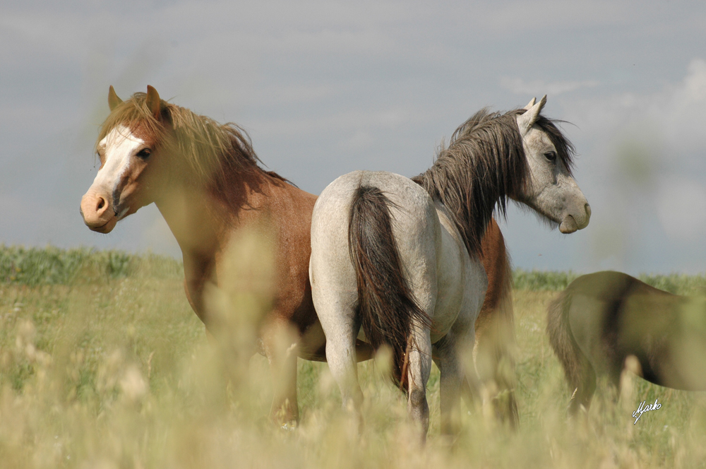 welsh mountain pony