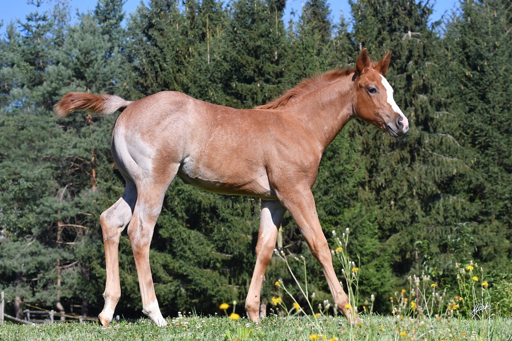 American Quarter Horse