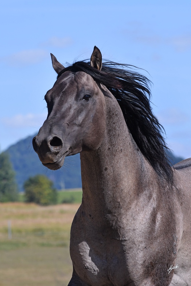 American Quarter Horse