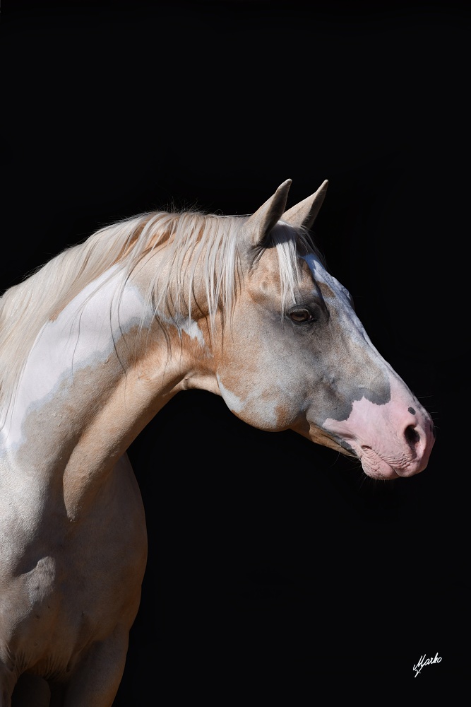 American Paint Horse