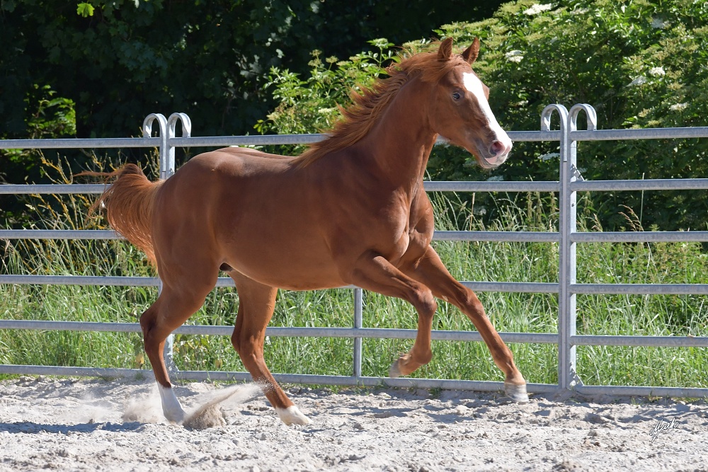 American quarter horse