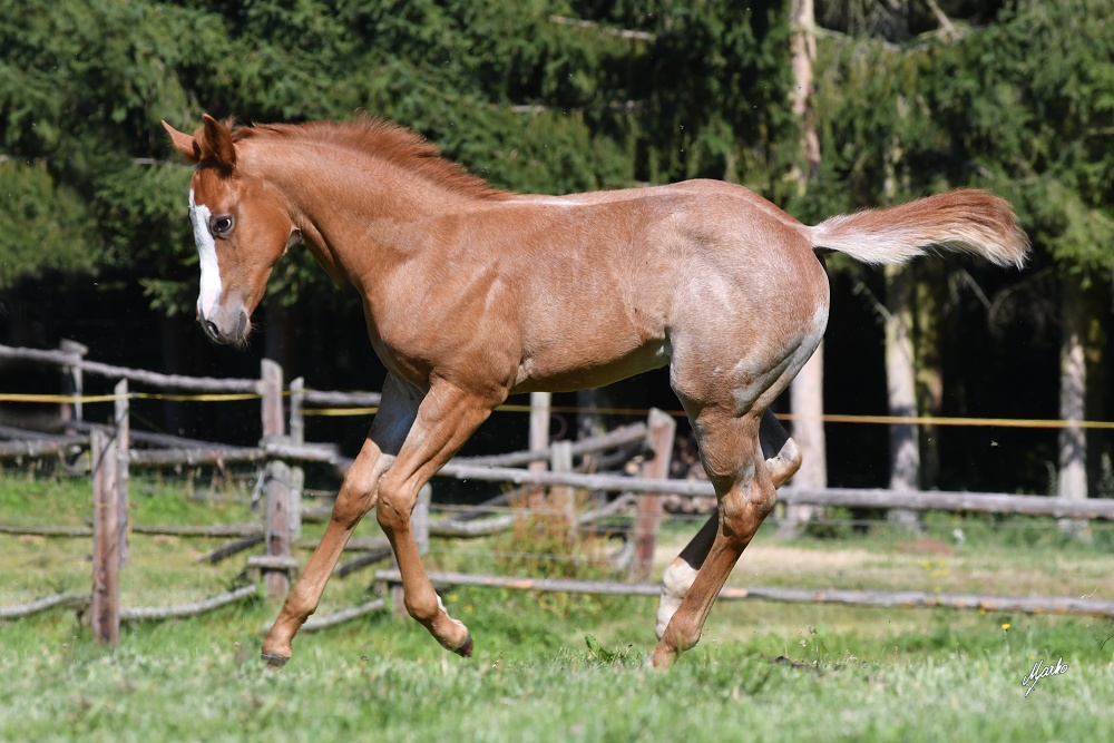 American Quarter Horse