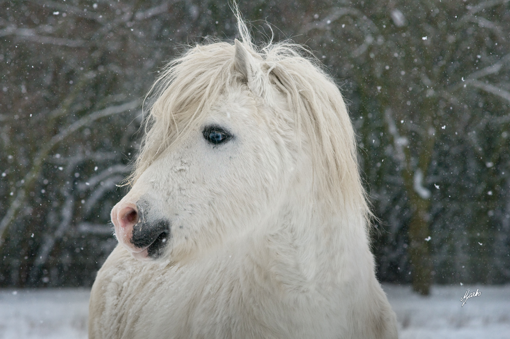 welsh mountain pony