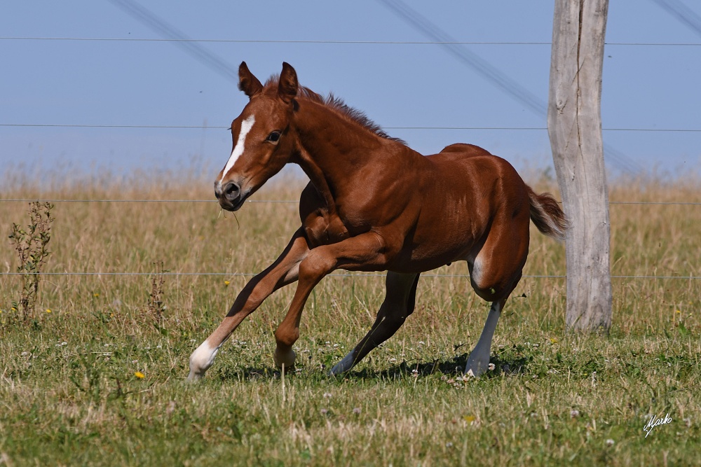 American Quarter Horse