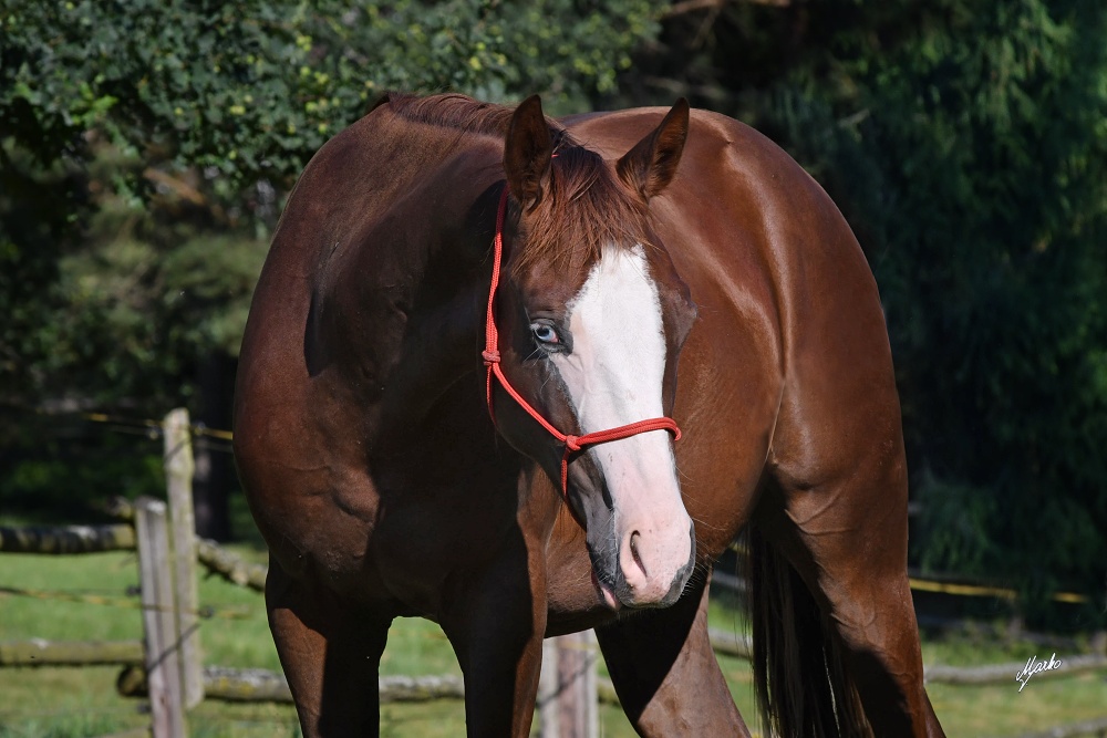 American Quarter Horse