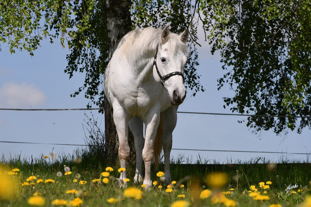 American Quarter Horse