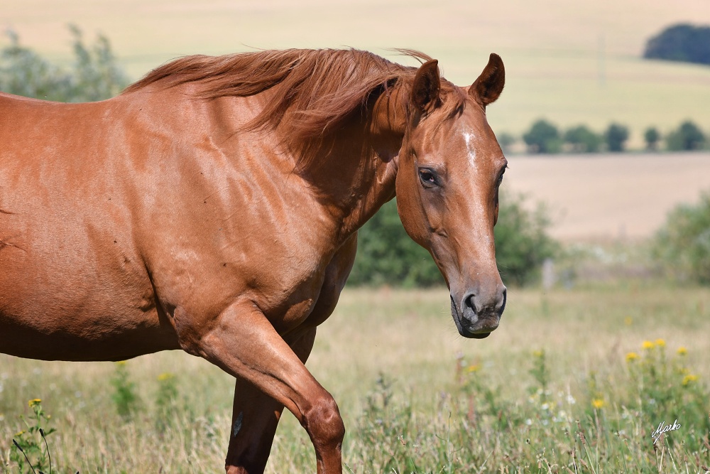 American Quarter Horse