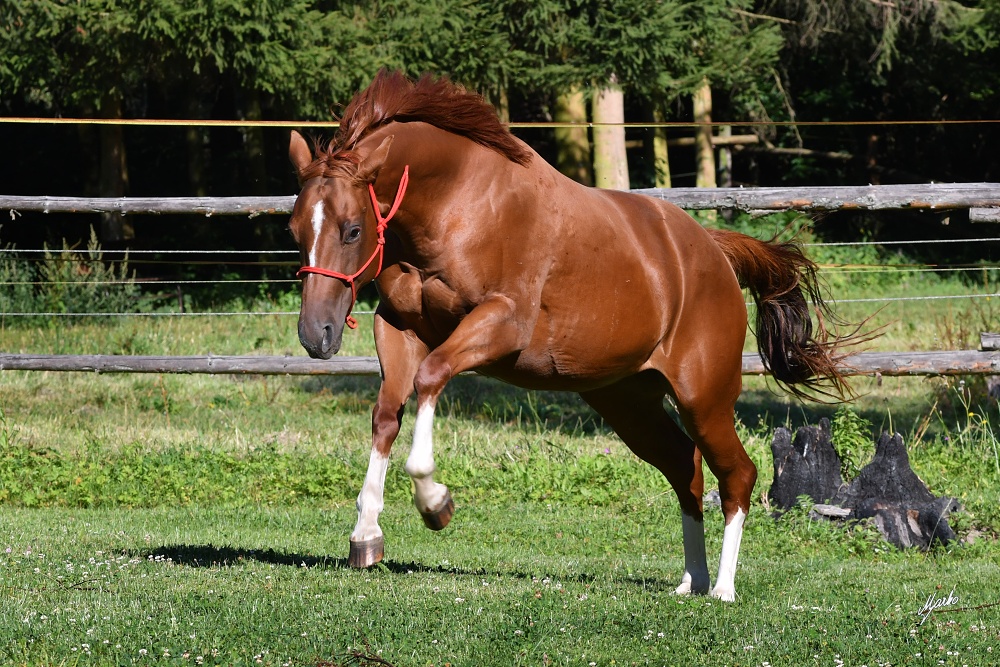 American Quarter Horse