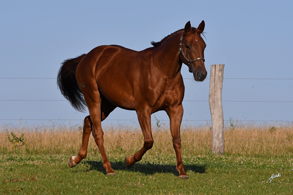 American Quarter Horse