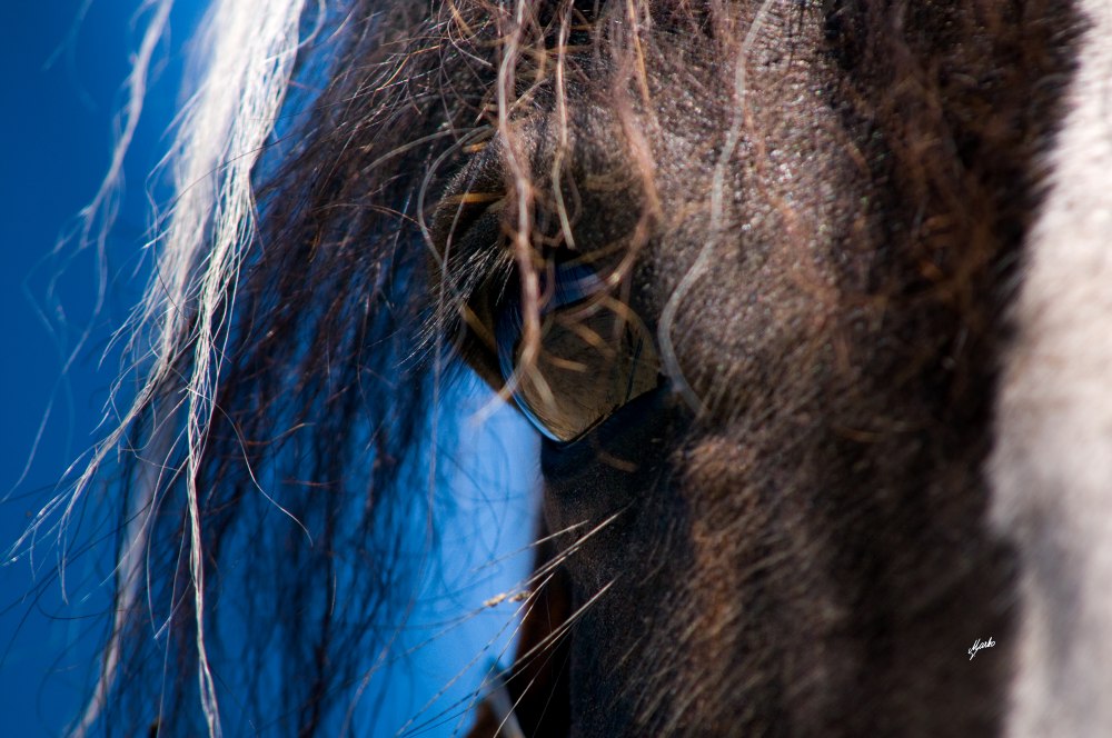 Irish cob