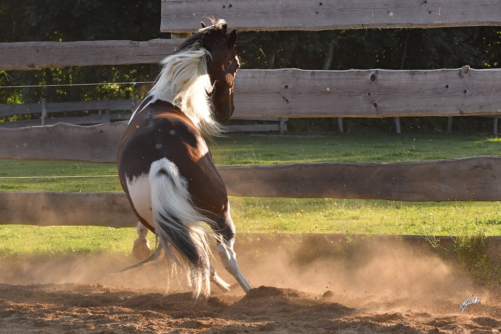 American Paint Horse